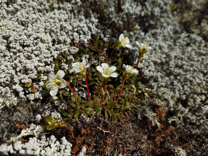 Diapensia lapponica, photographed by Tyler Smith