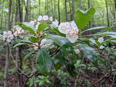 Kalmia latifolia, photographed by Matthew Gerke