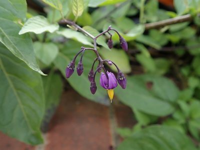 Solanum dulcamara, photographed by Daniel Cahen