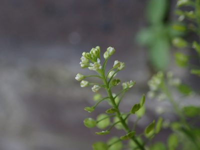 Lepidium virginicum