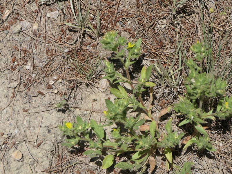 Ononis pubescens, photographed by Pete Bradshaw