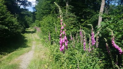 Digitalis purpurea, photographed by ahabo