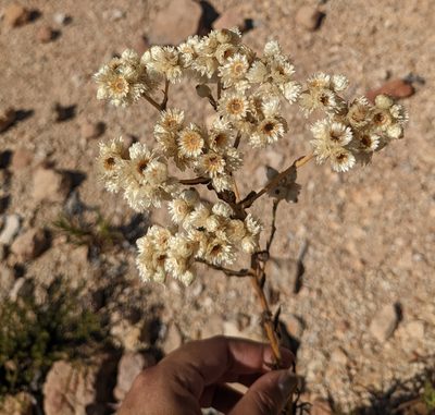 Pseudognaphalium californicum, photographed by jen