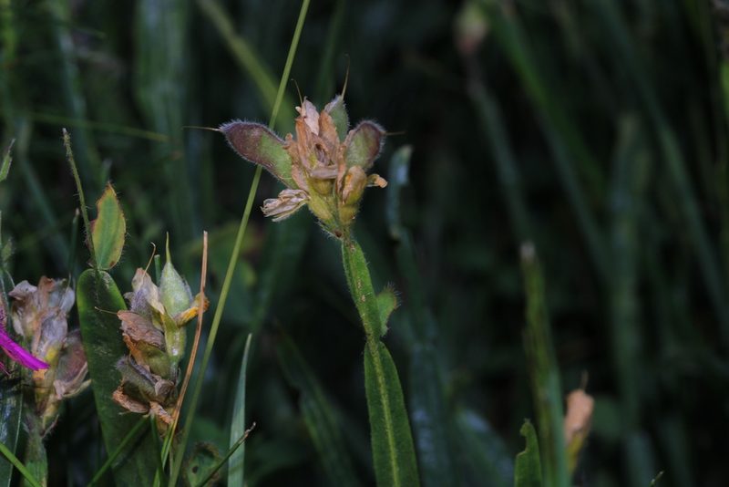 Genista sagittalis, photographed by thomas_oswald