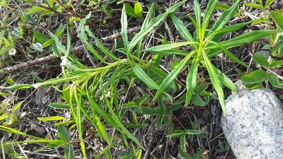 Epilobium angustifolium, photographed by Tait Sougstad