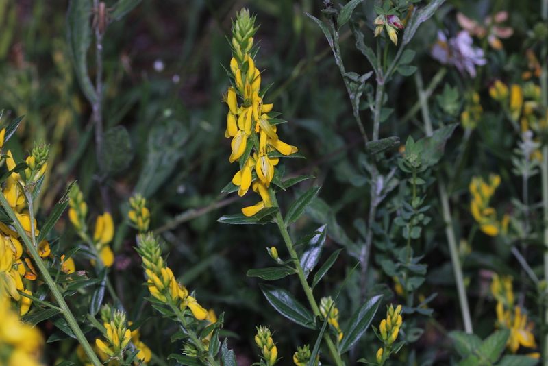 Genista tinctoria, photographed by thomas_oswald
