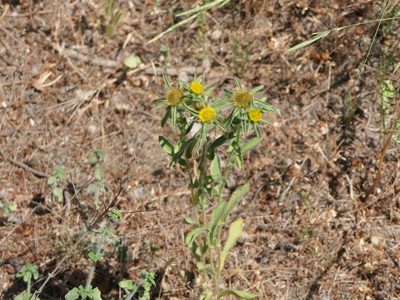 Pallenis spinosa, photographed by Pete Bradshaw