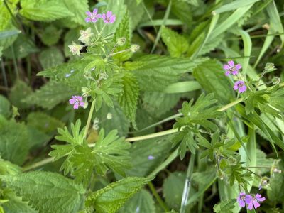 Geranium pusillum, photographed by Pavel Kacl