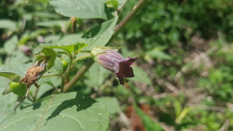 Atropa bella-donna, photographed by ahabo