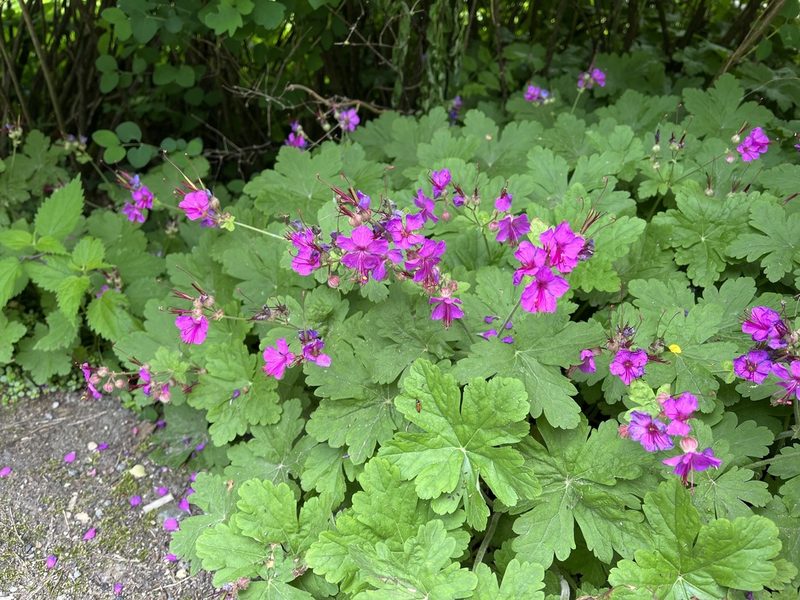 Geranium macrorrhizum, photographed by Pavel Kacl