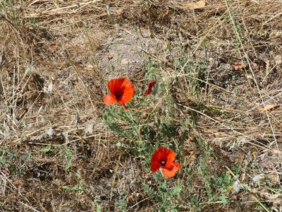 Papaver rhoeas, photographed by Pete Bradshaw