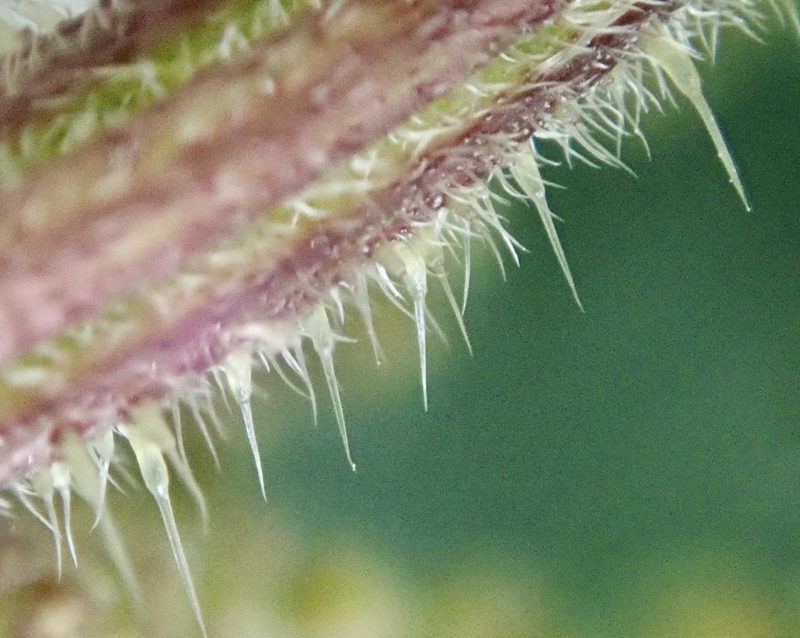 Urtica dioica, photographed by Paul Cook