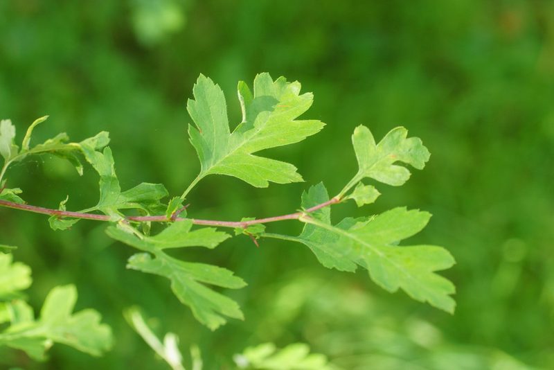 Crataegus monogyna, photographed by Derek Winterburn