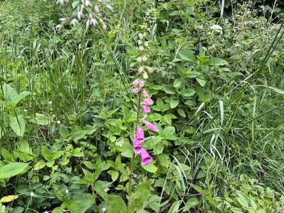 Digitalis purpurea, photographed by Pavel Kacl