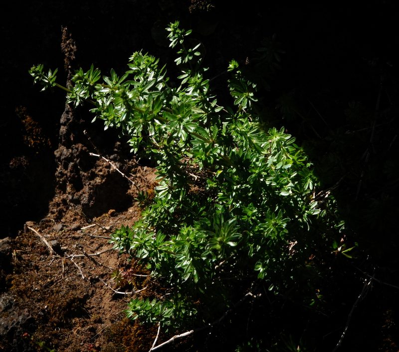 Galium productum, photographed by desertnaturalist