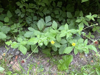 Geum urbanum, photographed by Pavel Kacl