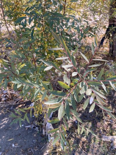 Phyllanthus sellowianus, photographed by Facundo Chieffo