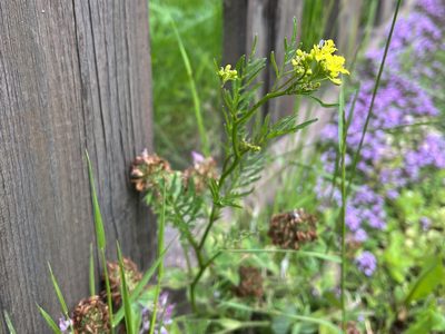 Rorippa sylvestris, photographed by Pavel Kacl
