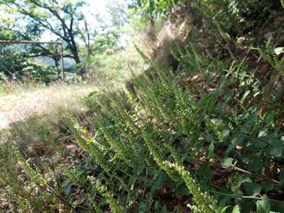 Teucrium scorodonia, photographed by ahabo