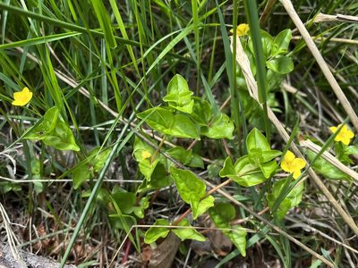 Lysimachia nemorum, photographed by Pavel Kacl