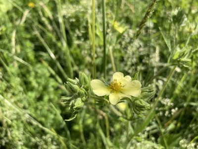 Potentilla recta, photographed by Chris Merck