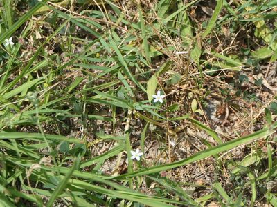 Linum catharticum, photographed by Pete Bradshaw