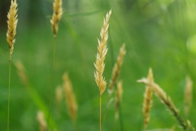 Anthoxanthum odoratum
