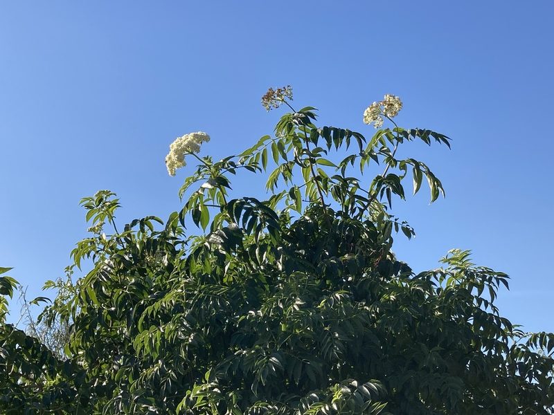Sambucus australis, photographed by Facundo Chieffo