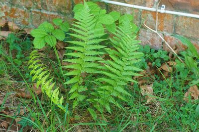Dryopteris filix-mas, photographed by Derek Winterburn