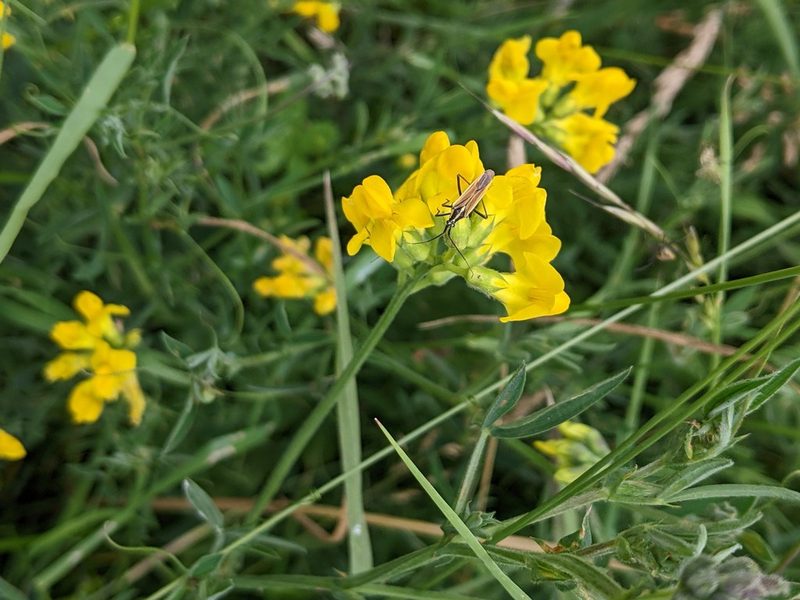 Lathyrus pratensis, photographed by Piermario Maculan