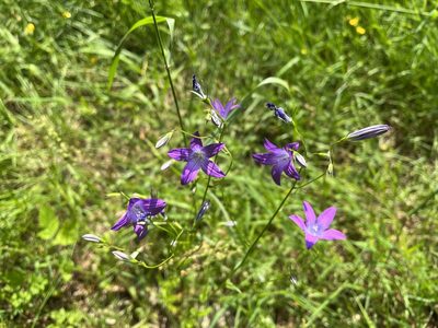 Campanula patula, photographed by Pavel Kacl