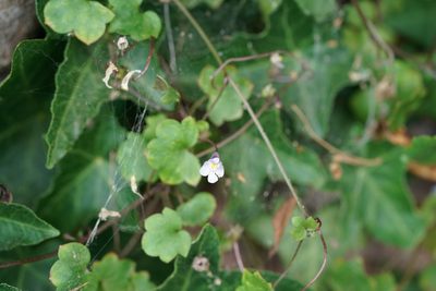 Cymbalaria muralis