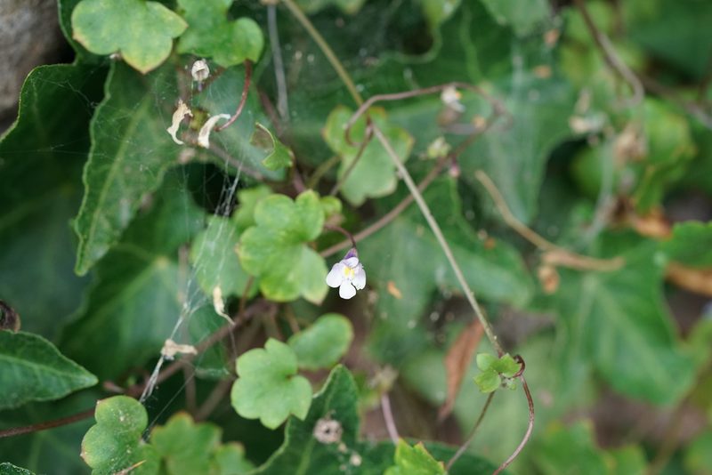 Cymbalaria muralis, photographed by Dr. Sven Gippner