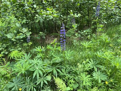 Lupinus polyphyllus, photographed by Pavel Kacl