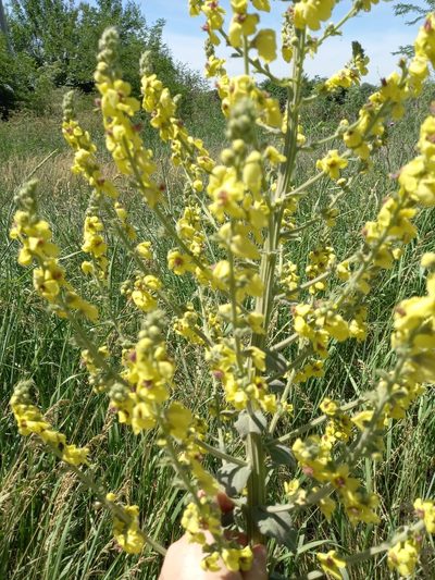Verbascum pyramidatum, photographed by Гущина Ангелина Викторовна