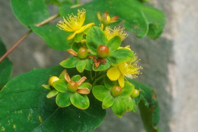 Hypericum androsaemum, photographed by Derek Winterburn