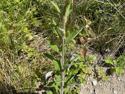 Digitalis purpurea, photographed by Pavel Kacl