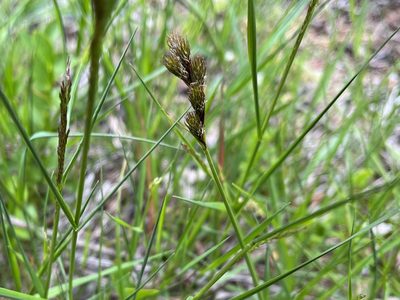 Carex leporina, photographed by Pavel Kacl