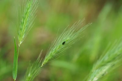 Hordeum murinum