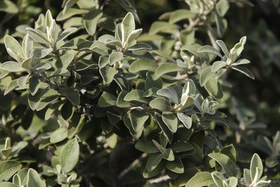 Tarchonanthus littoralis, photographed by Tony Rebelo