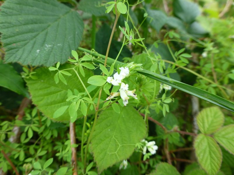Ceratocapnos claviculata, photographed by Sheelagh Halsey