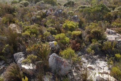 Serruria ascendens, photographed by Tony Rebelo