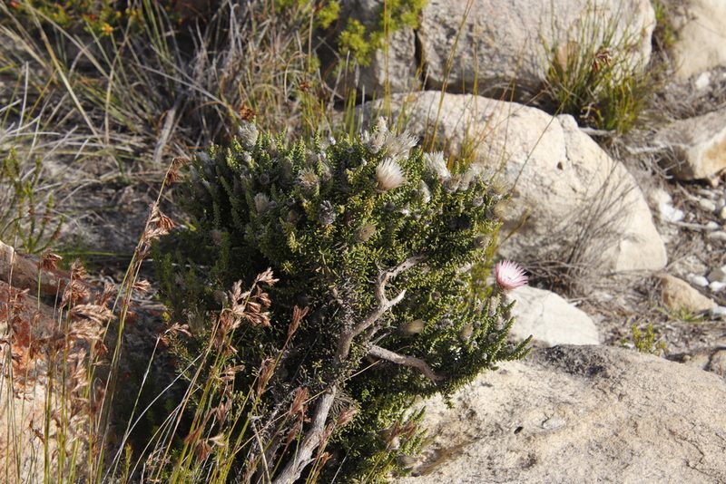 Phaenocoma prolifera, photographed by Tony Rebelo