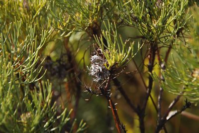 Serruria ascendens, photographed by Tony Rebelo
