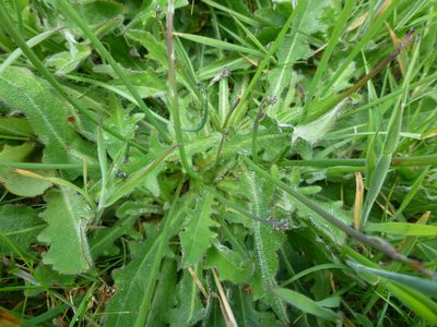 Hypochaeris radicata, photographed by Sheelagh Halsey