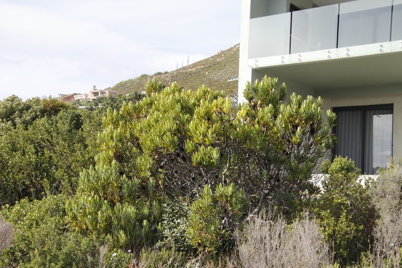 Leucadendron laureolum, photographed by Tony Rebelo