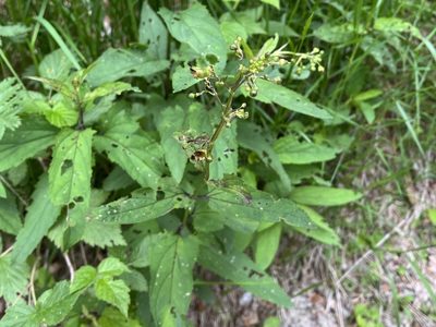 Scrophularia nodosa, photographed by Pavel Kacl