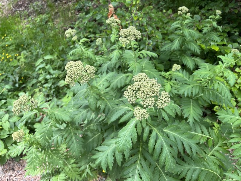 Tanacetum macrophyllum, photographed by Pavel Kacl