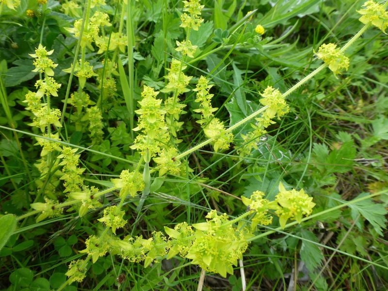 Cruciata laevipes, photographed by Sheelagh Halsey