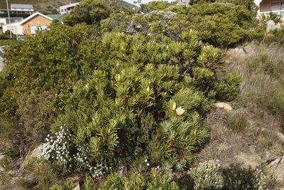 Protea repens, photographed by Tony Rebelo